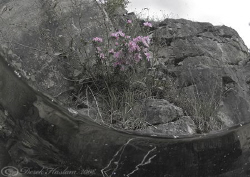 Flower's on the cliff. Capernwray. S5PRO, 10.5mm. by Derek Haslam 